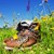 Wanderschuhe auf Sommerwiese
